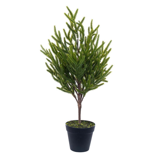 Potted Green Norfolk Pine Tree