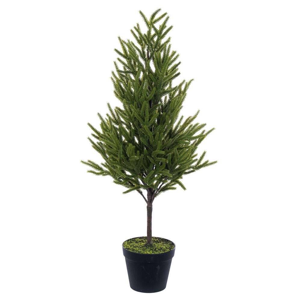 Potted Green Norfolk Pine Tree